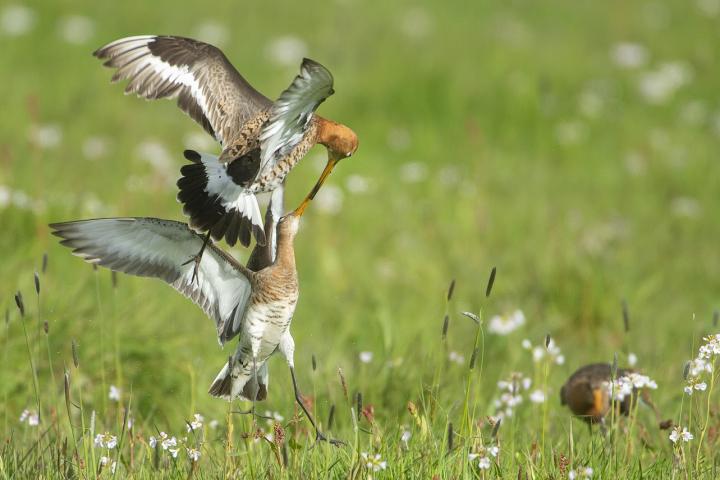 Advies mogelijkheden weidevogelbeheer